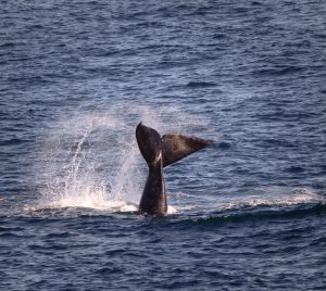 cola de ballena salpicando