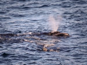 ballena saliendo a respirar