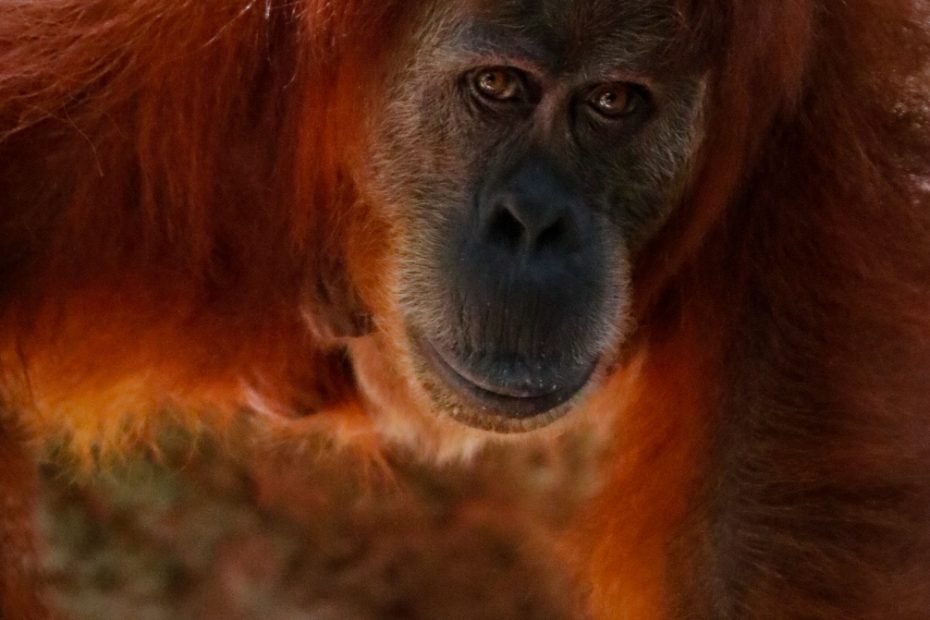 mirada orangutan