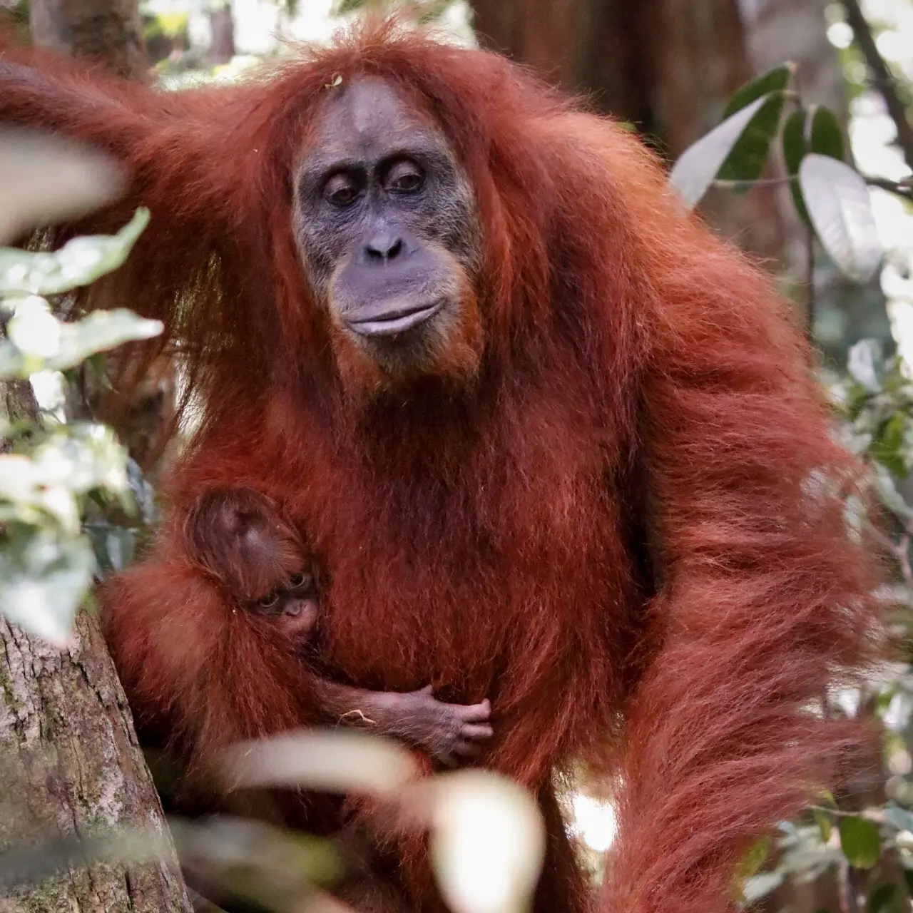 madre y bebé orangutan
