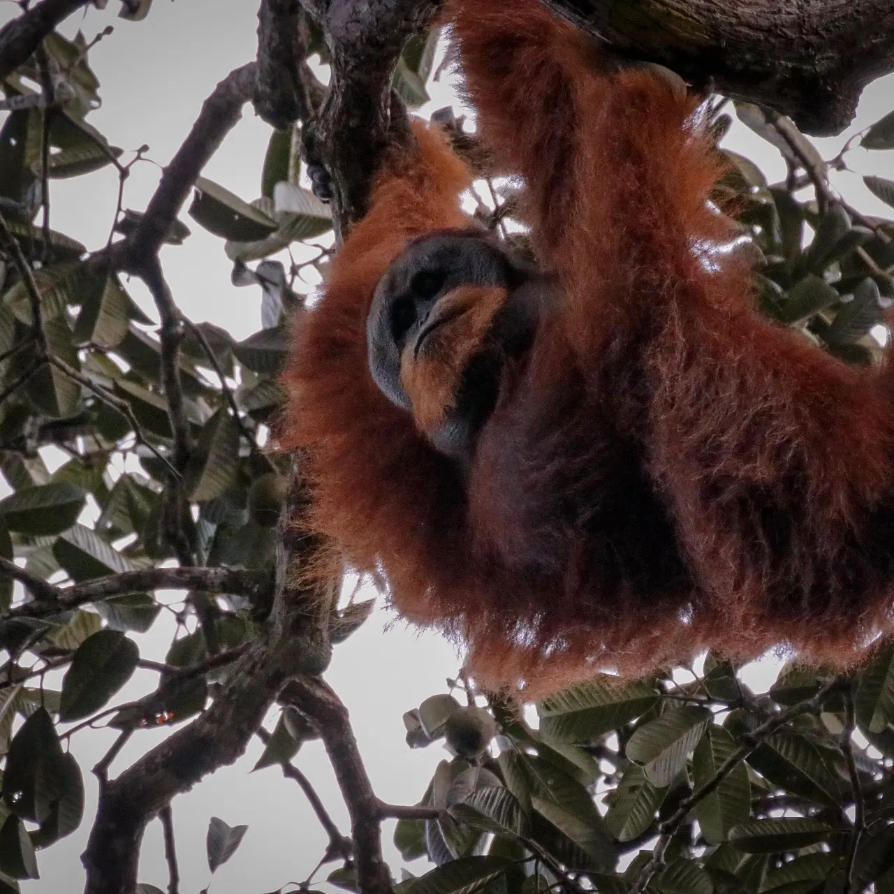 orangutan macho