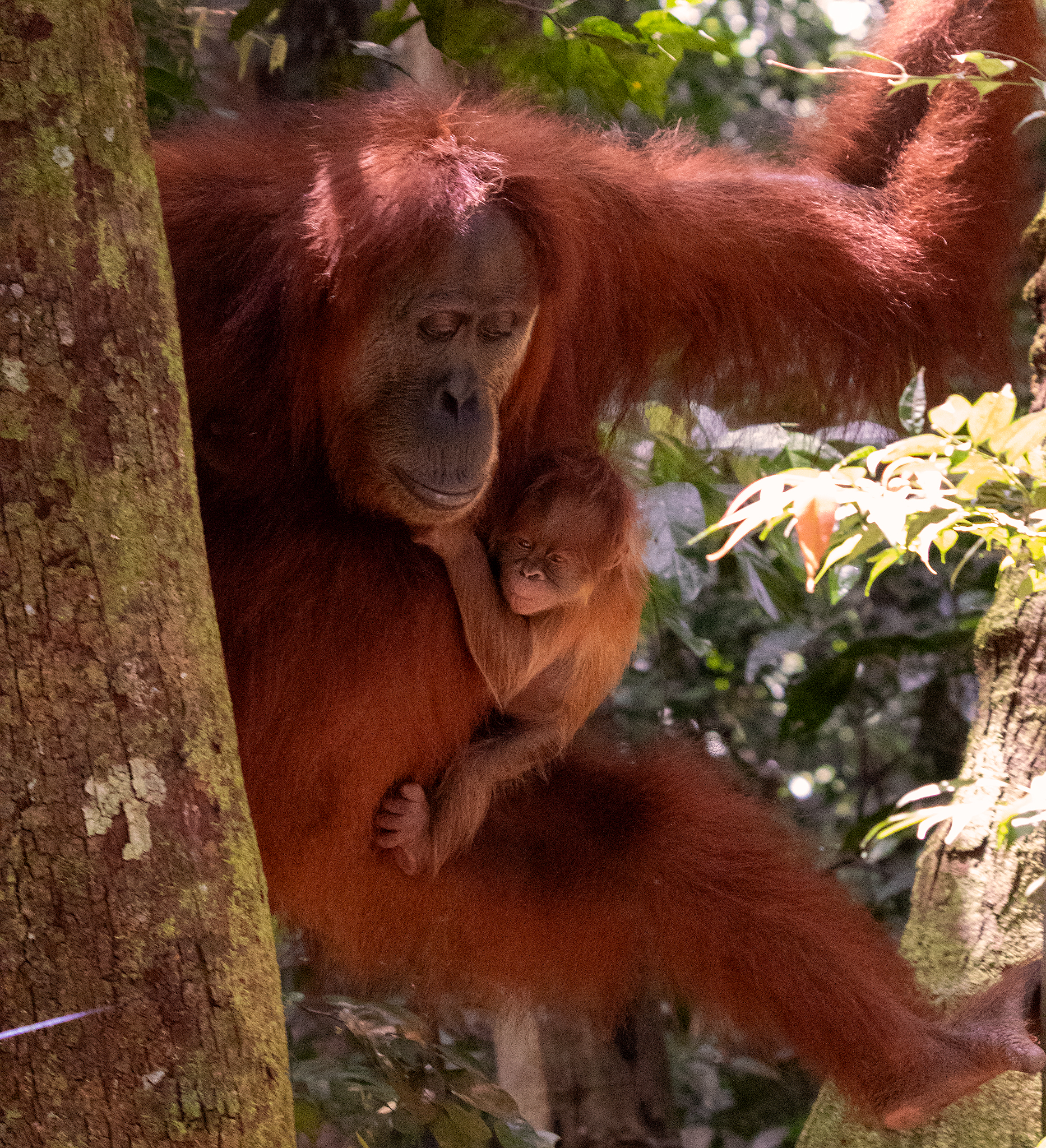 madre orangutan con bebe