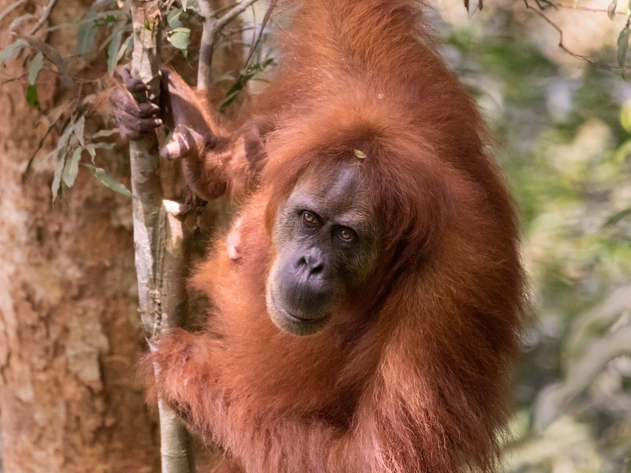 mirada de orangutan 
