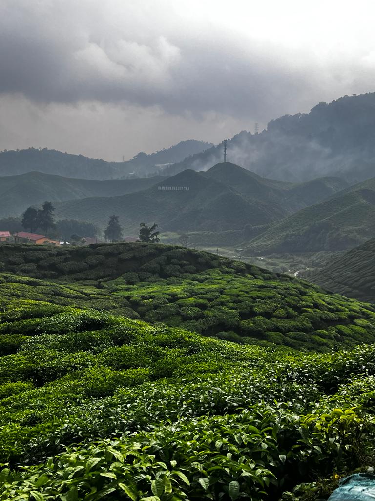 plantaciones té cameron highlands