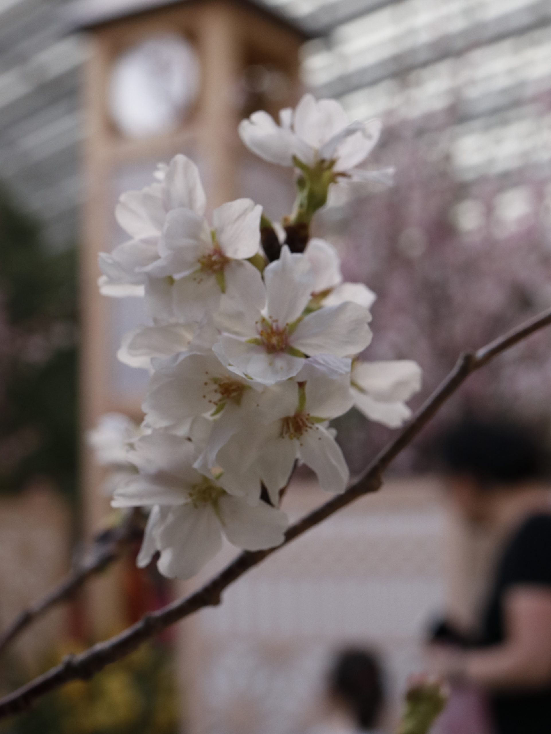 flor cerezo