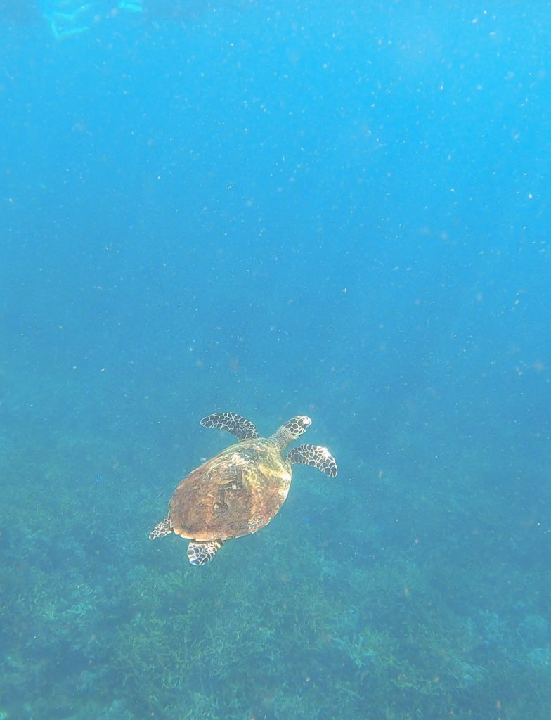 tortuga verde nadando
