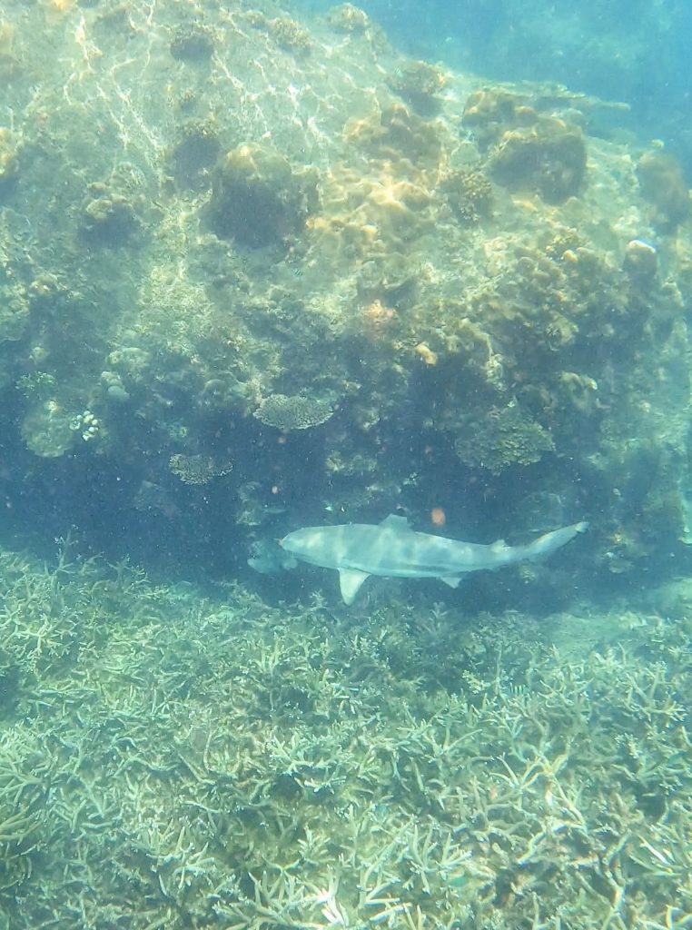 tiburon de punta negra