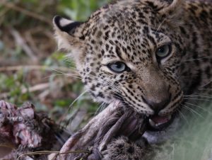 Leopardo comiendo