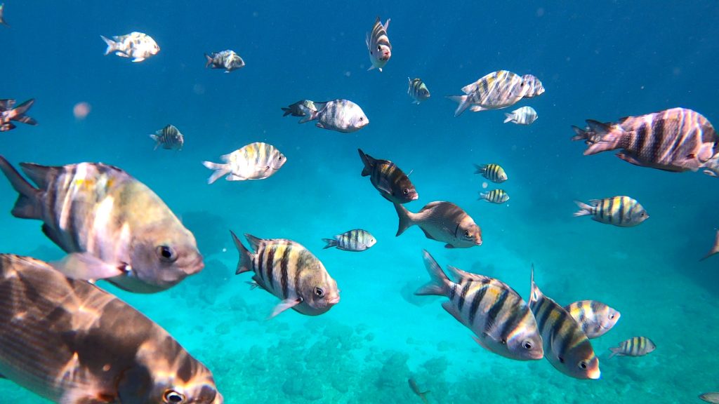peces playa giron
