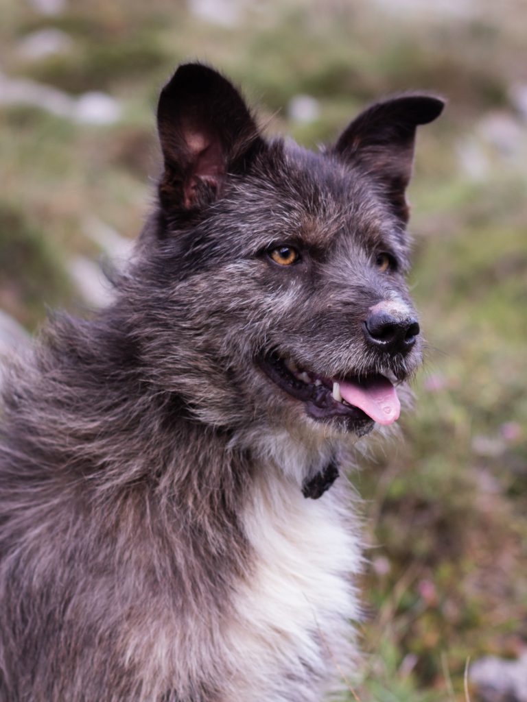 Perro