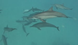 snorkel con delfines