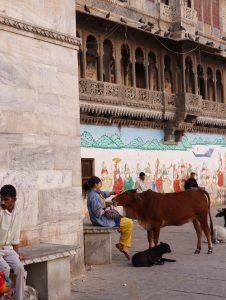 Turista acariciando una vaca