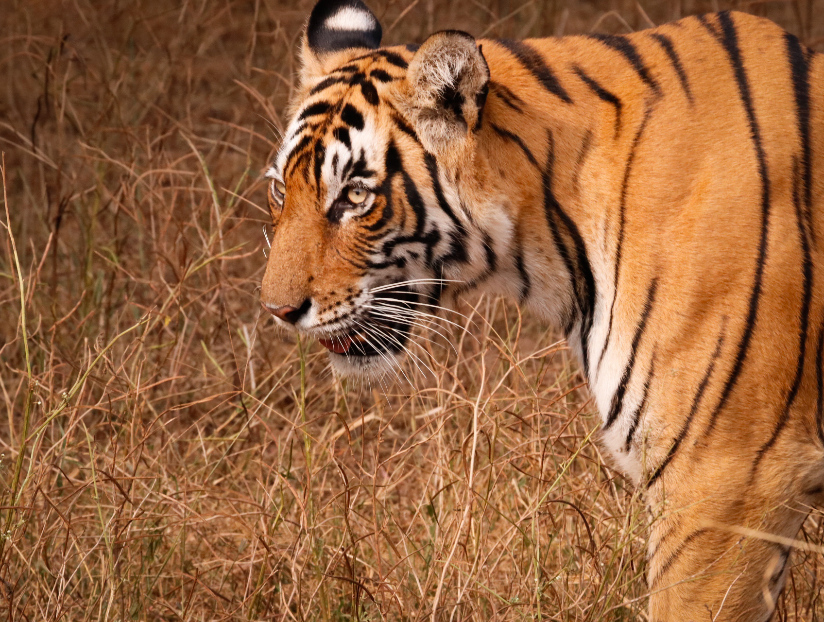 Tigresa de Ranthambore