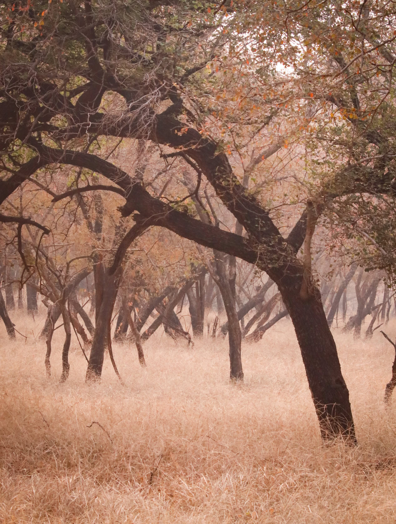 arboles