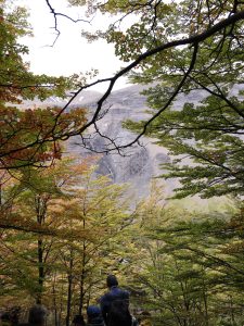 gente caminando entre arboles
