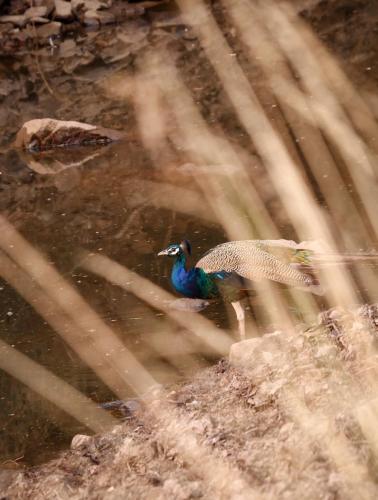 pavo real Rathambore